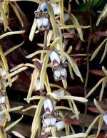 Orchidee am 01.07.2008 in Wilhelma/Stuttgart