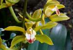 Orchidee Cymbidium (Kahnlippe) am 28.06.2008 in Wilhelma/Stuttgart