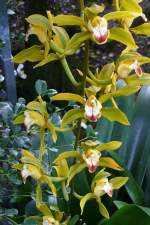 Orchidee Cymbidium (Kahnlippe) am 28.06.2008 in Wilhelma/Stuttgart