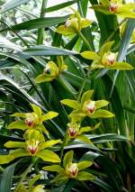 Orchidee Cymbidium (Kahnlippe) am 28.06.2008 in Wilhelma/Stuttgart