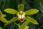 Orchidee Cymbidium (Kahnlippe) am 28.06.2008 in Wilhelma/Stuttgart