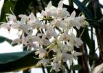 Orchidee Dendrobium Baumstendel am 01.03.2009 in Wilhelma/Stuttgart

	