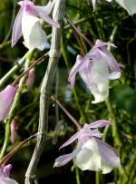 Orchidee Dendrobium pieradii am 22.03.2009 in Wilhelma/Stuttgart