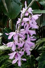 Orchidee Baumstendel (Dendrobium) am 03.04.2009 in Stuttgart/Wilhelma