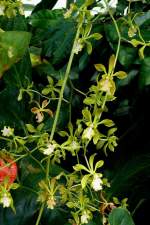 Orchidee Encyclia (Baumwurz) am 23.07.2008 in Wilhelma/Stuttgart