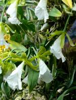 Orchidee Encyclia am 21.06.2008 in Wilhelma/Stuttgart