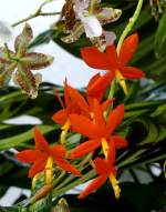 Orchidee Encycli (Epidendrum) am 03.04.2009 in Stuttgart/Wilhelma