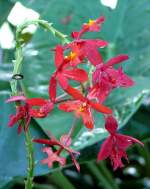 Orchidee Epidendrum Baumsiedlung am 21.06.2008 in Wilhelma/Stuttgart