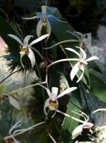 Orchidee Epigeneium am 21.06.2008 in Wilhelma/Stuttgart