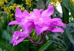 Orchidee Laelia am 19.07.2008 in Wilhelma/Stuttgart