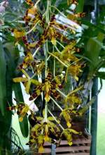 Leoparden-Orchidee am 19.07.2008 in Wilhelma/Stuttgart