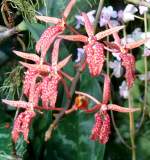 Orchidee am 17.11.2008 in Wilhelma/Stuttgart