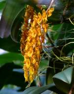 Orchidee am 17.11.2008 in Wilhelma/Stuttgart