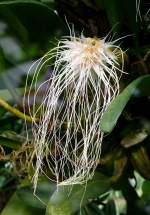 Orchidee am 17.11.2008 in Wilhelma/Stuttgart