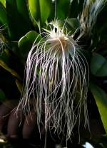 Orchidee am 17.11.2008 in Wilhelma/Stuttgart