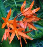 Orchidee am 01.03.2009 in Wilhelma/Stuttgart