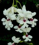 Orchidee am 01.03.2009 in Wilhelma/Stuttgart