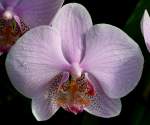 Orchidee am 22.03.2009 in Wilhelma/Stuttgart