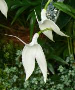 Orchidee am 03.04.2009 in Stuttgart/Wilhelma