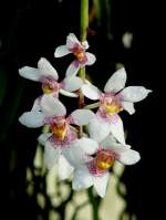 Orchidee am 03.04.2009 in Stuttgart/Wilhelma