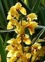 Orchidee am 03.04.2009 in Stuttgart/Wilhelma