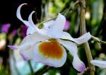 Orchidee am 15.06.2008 in Wilhelma/Stuttgart