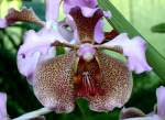 Orchidee am 15.06.2008 in Wilhelma/Stuttgart