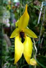 Orchidee am 07.09.2008 in Wilhelma/Stuttgart