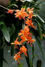 Orchidee am 23.07.2008 in Wilhelma/Stuttgart