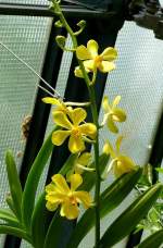 Orchidee am 23.07.2008 in Wilhelma/Stuttgart