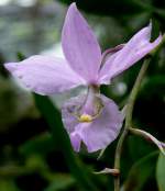 Orchidee am 19.07.2008 in Wilhelma/Stuttgart