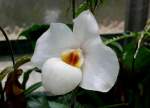 Orchidee am 19.07.2008 in Wilhelma/Stuttgart