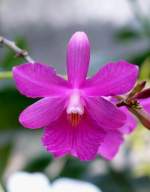 Orchidee am 19.07.2008 in Wilhelma/Stuttgart