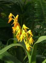 Orchidee am 31.05.2008 in Wilhelma/Stuttgart