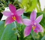 Orchidee am 31.05.2008 in Wilhelma/Stuttgart