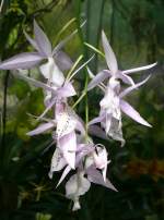 Orchidee am 18.06.2008 in Stuttgart/Wilhelm