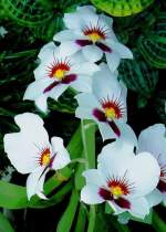 Orchidee am 01.06.2008 in Wilhelma/Stuttgart