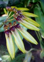 Orchidee am 21.06.2008 in Wilhelma/Stuttgart