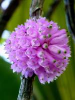 Orchidee am 21.06.2008 in Wilhelma/Stuttgart