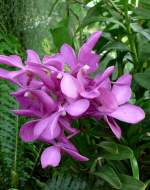 Orchidee am 28.06.2008 in Wilhelma/Stuttgart