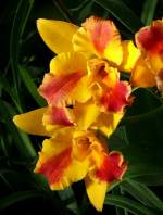 Orchidee am 01.07.2008 in Wilhelma/Stuttgart