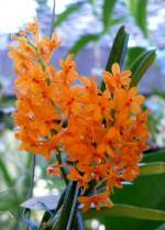 Orchidee am 01.07.2008 in Wilhelma/Stuttgart