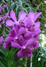 Orchidee am 01.07.2008 in Wilhelma/Stuttgart