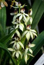 Orchidee am 05.07.2008 in Wilhelma/Stuttgart