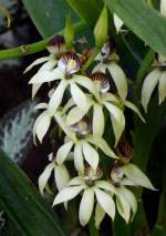 Orchidee am 05.07.2008 in Wilhelma/Stuttgart