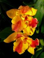 Orchidee am 05.07.2008 in Wilhelma/Stuttgart