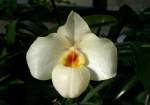 Orchidee am 05.07.2008 in Wilhelma/Stuttgart