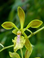 Orchidee (Baumwurz?) am 07.08.2008 in Wilhelma/Stuttgart