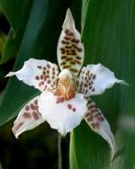 Orchidee am 24.12.2008 in Wilhelma/Stuttgart