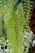 Orchidee am 24.12.2008 in Wilhelma/Stuttgart